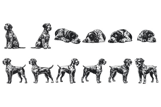 German Wirehaired dog