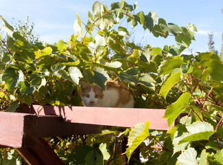 Młody rudo-biały kociak na pergoli ogrodowej wśród winogron. Young ginger and white kitten on a garden pergola among the grapes.