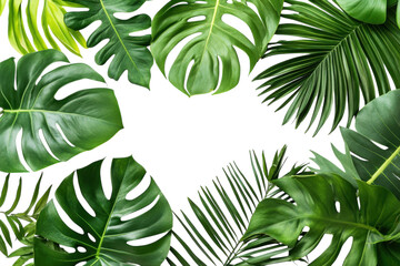 Lush Tropical Monstera Leaves Frame White Background Vibrant Green Foliage Summer Paradise