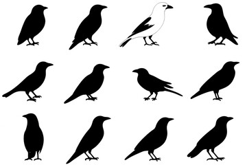 Fototapeta premium Digital Illustration Black Bird Silhouette Isolated On Transparent Background