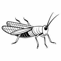 illustration of a mosquito