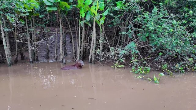 Capybara, Hydrochoerus hydrochaeris at the Igarape do Urubu River, Delta das Americas, Ilha das Canarias, Brazil. Amazon Rainforest. South America