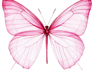 Isolated Abstract Pink Butterfly Illustration With Transparent Background