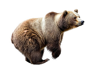 Obraz premium Isolated Brown Bear Running Photo With Transparent Background