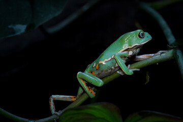 Phyllomedusa bicolor (waxy monkey) on branch, Phyllomedusa bicolor 