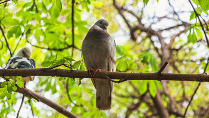 black and white parrot