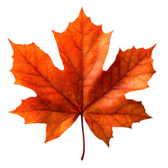 Obraz premium Maple leaf on a transparent background --s 750