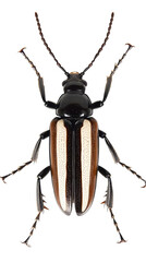 Isolated Macro Photo Of Beetle Insect On Transparent Black Background