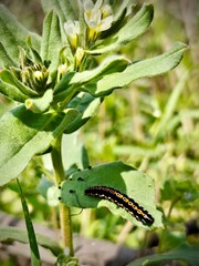 butterfly on a leaf