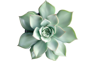 Serene Echeveria Succulent soft pale green rosette isolated on white background minimalist plant