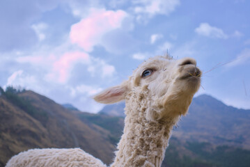 Primer plano de una LLama en Cusco