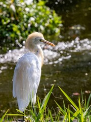Fototapeta premium Egret stands by the water with vibrant green foliage in the background, captured in bright daylight.
