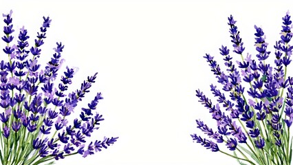 lavender flowers on white background
