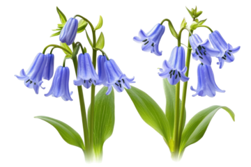 Isolated Bluebell Flower on transparent background