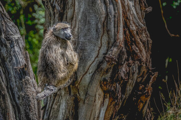Chacma baboon sitting on a dry horizonal branch of a tree observing the activity in the surroundings. 