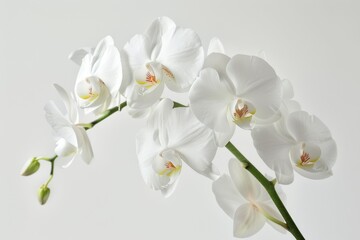 Exquisite Rare Orchid Display