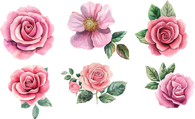 Watercolor Pink Rose Blossom