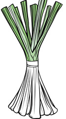 Isolated Illustration Of Fresh Green Leek Vegetable Bunch In Transparent Background