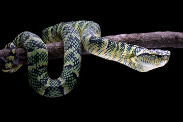 Tropidolaemus wagleri snake closeup on branch, Beautiful color wagleri snake 