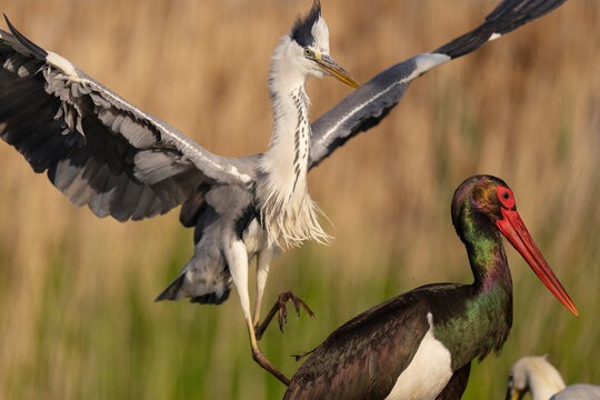 Grey heron (Ardea cinerea) attacking a Black stork (Ciconia nigra), Pusztaszer, Kiskunsagi National Park, Hungary. May. 