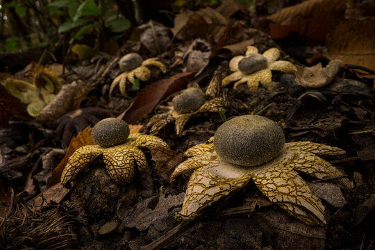 Barometer earthstar mushrooms (Astraeus hygrometricus) fruiting together in woodland, Bastia, Genoa, Italy. October. 