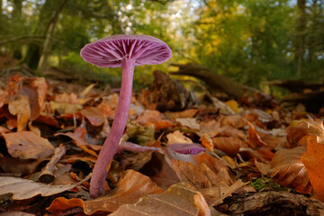 Amethyst deceiver (Laccaria amethystina) fruiting on a woodland floor, New Forest, Hampshire, England, UK. November. 