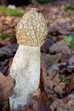 Common stinkhorn fungus (Phallus impudicus) fruiting on a woodland floor, New Forest, Hampshire, England, UK. November. 
