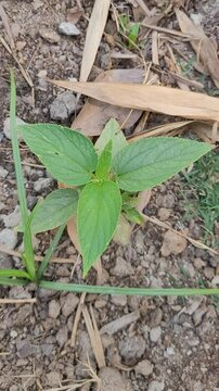 small tree growup into nature	