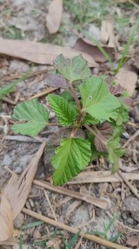 small tree growup into nature	