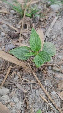 small tree growup into nature	