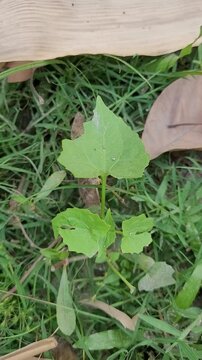 small tree growup into nature	