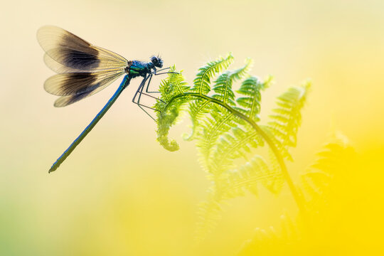 Banded demoiselle (Calopteryx splendens) male, resting on fern frond, Lower Tamar Lake, Cornwall, England, UK. May. 