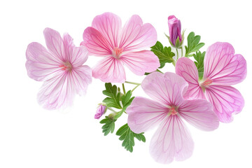 Fototapeta premium Isolated Geranium Image on transparent background