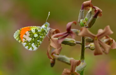 Anthocharis gruneri 1390