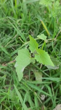 small tree growup into nature	