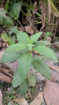 small tree growup into nature	
