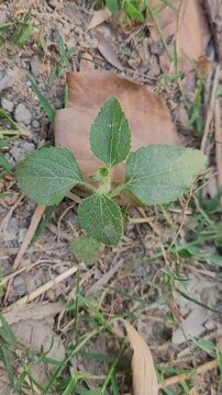small tree growup into nature	