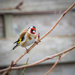 European goldfinch (Carduelis carduelis) on a twig
