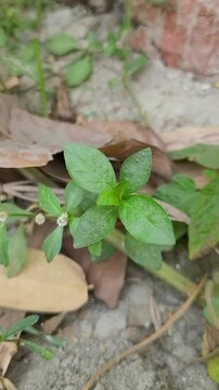 small tree growup into nature	