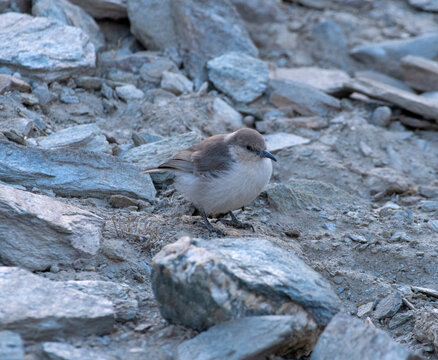 Ground tit (Pseudopodoces humilis) perched on a rock, Hanle, Ladakh, India. 