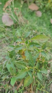 small tree growup into nature	