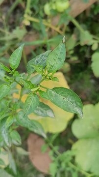 small tree growup into nature	