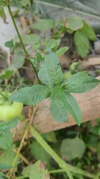 small tree growup into nature	