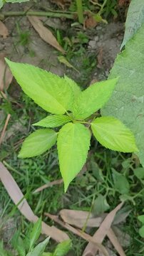 small tree growup into nature	