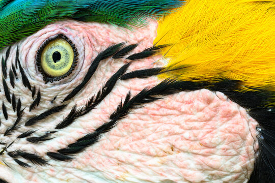 Blue-and-yellow macaw (Ara ararauna) face detail, northern Pantanal, Mato Grosso, Brazil. 
