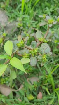 small tree growup into nature	