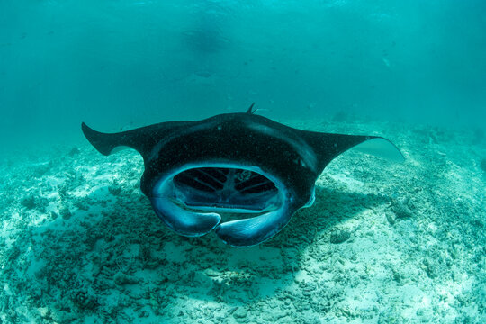 Reef manta ray (Mobula alfredi) with mouth open, feeding on plankton on the sandy seabed, Hanifaru Lagoon, Baa Atoll, Maldives, Indian Ocean. 