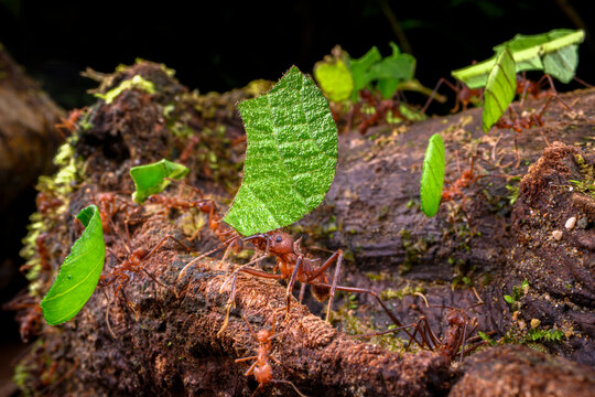 Leaf-cutter ants (Atta sp. or Acromyrmex sp.) carrying leaf fragments to the colony in lowland rainforest, Piedras Blancas National Park, near Osa Peninsula, Costa Rica. 