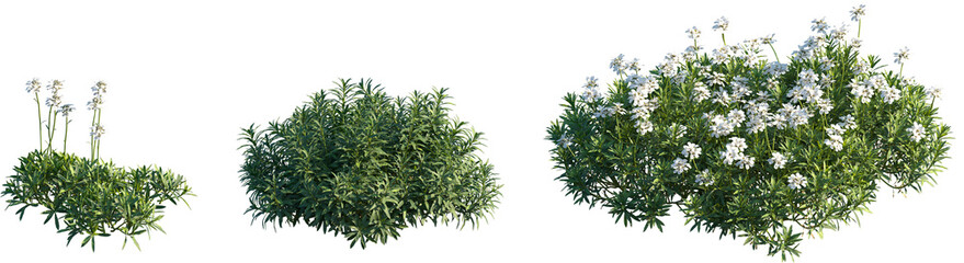 Set of Iberis sempervirens (the evergreen candytuft or perennial candytuft) frontal isolated png on a transparent background perfectly cutout high resolution © Viktoria