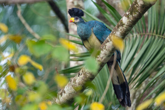 Great blue turaco (Corythaeola cristata) perched on branch, Bigodi swamp, Kibale, Uganda. 